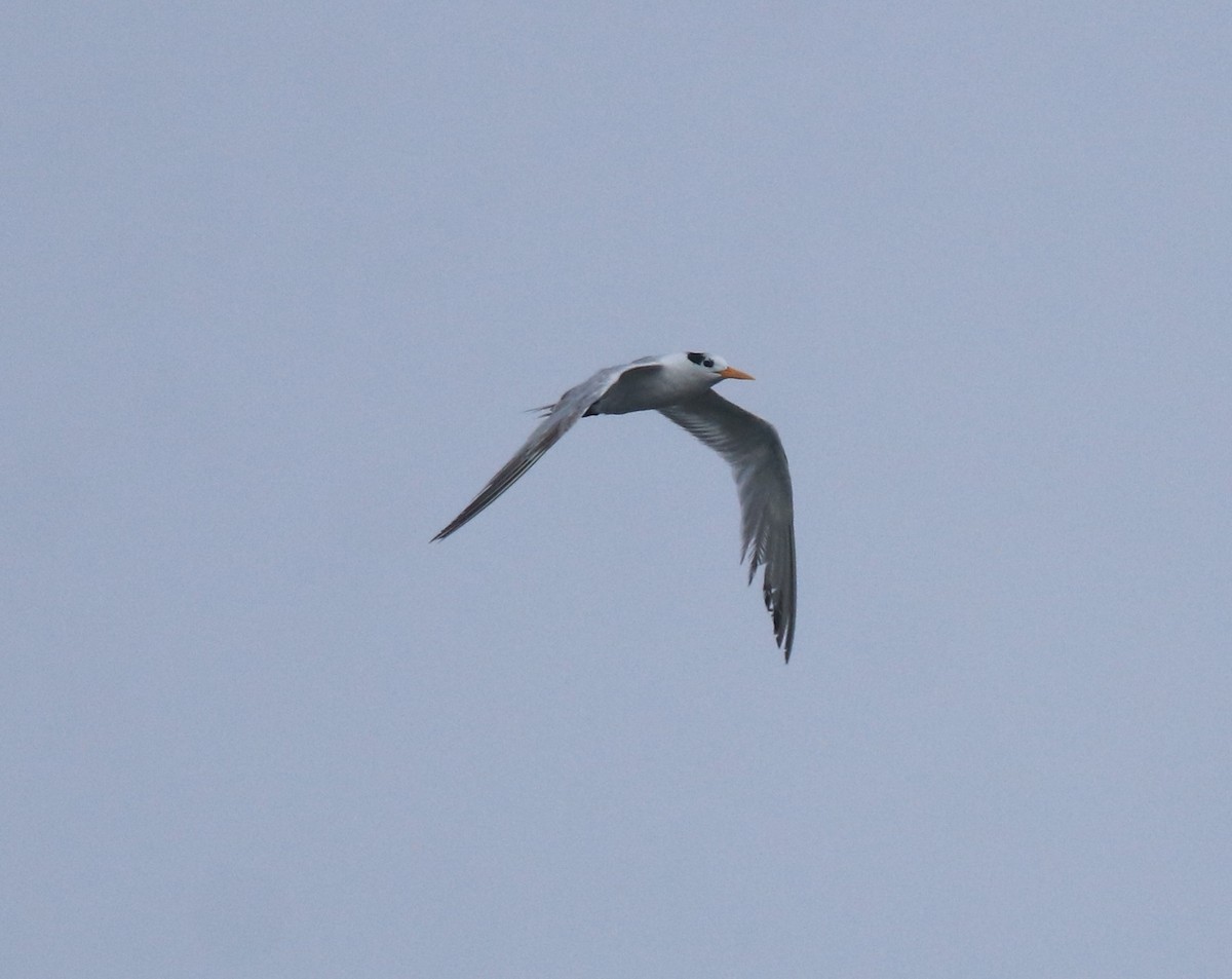 Lesser Crested Tern - ML646463286