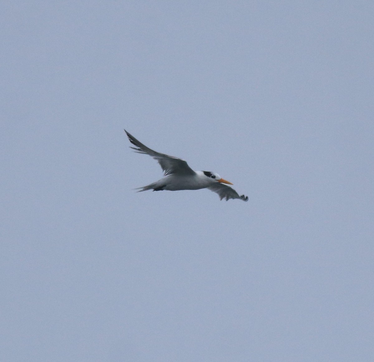 Lesser Crested Tern - ML646463287