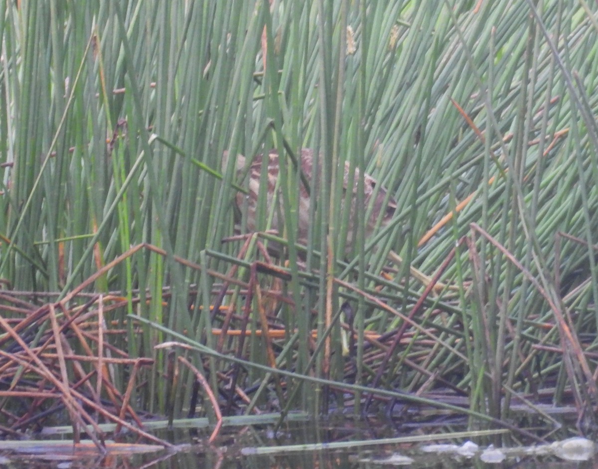 American Bittern - ML646463289
