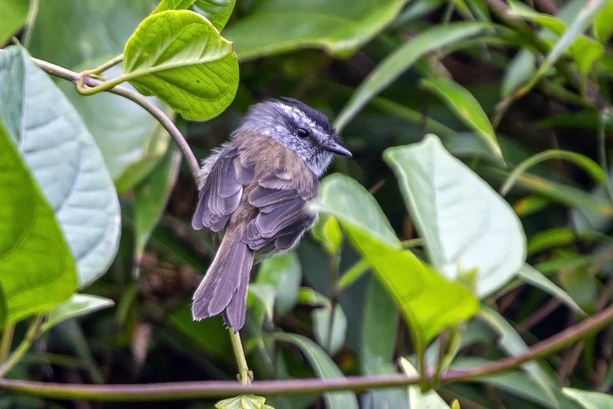 Unstreaked Tit-Tyrant - ML646463290