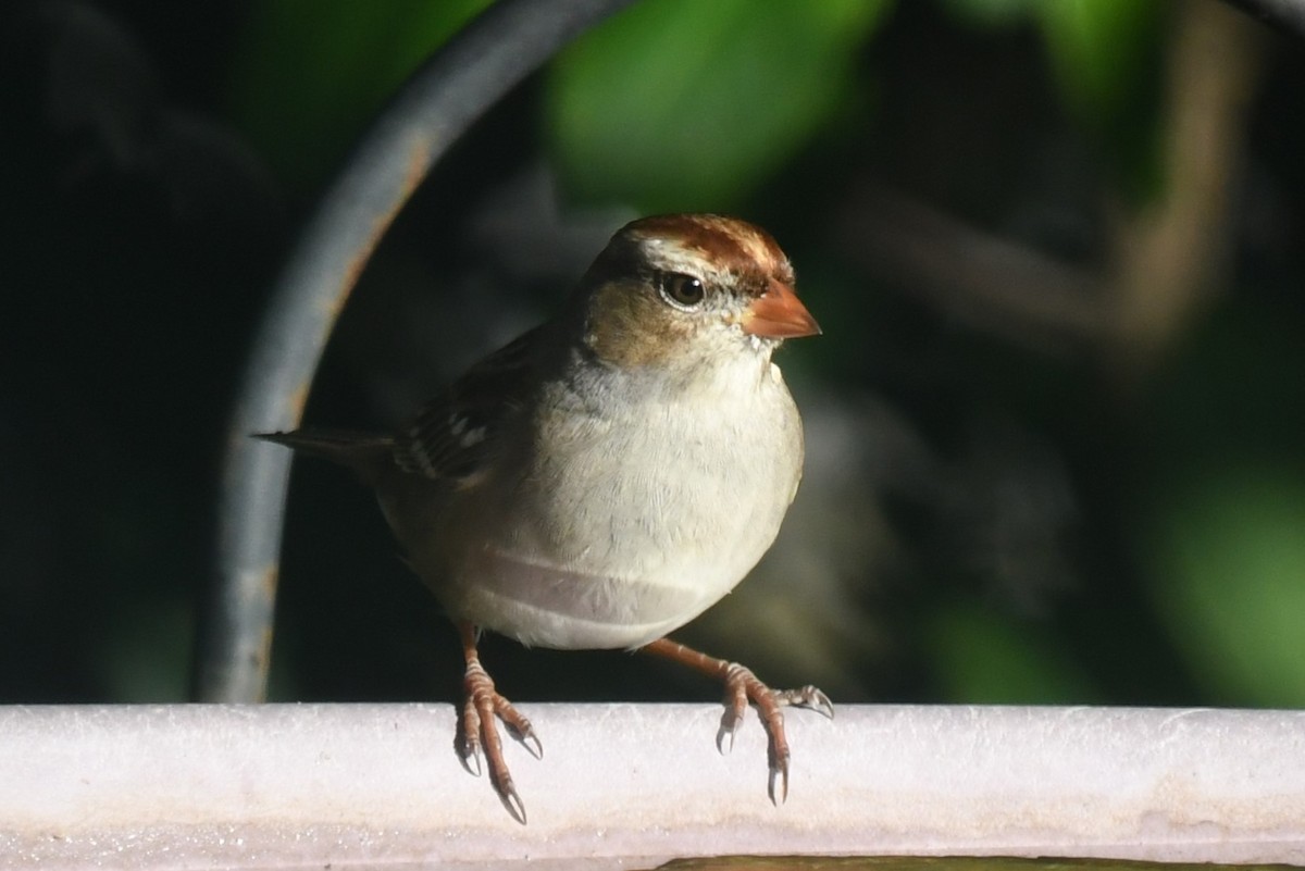 White-crowned Sparrow - ML646463291