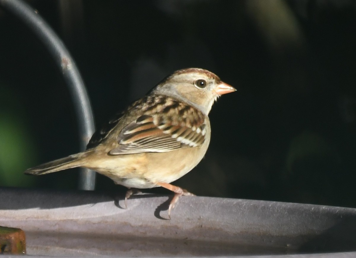 White-crowned Sparrow - ML646463292