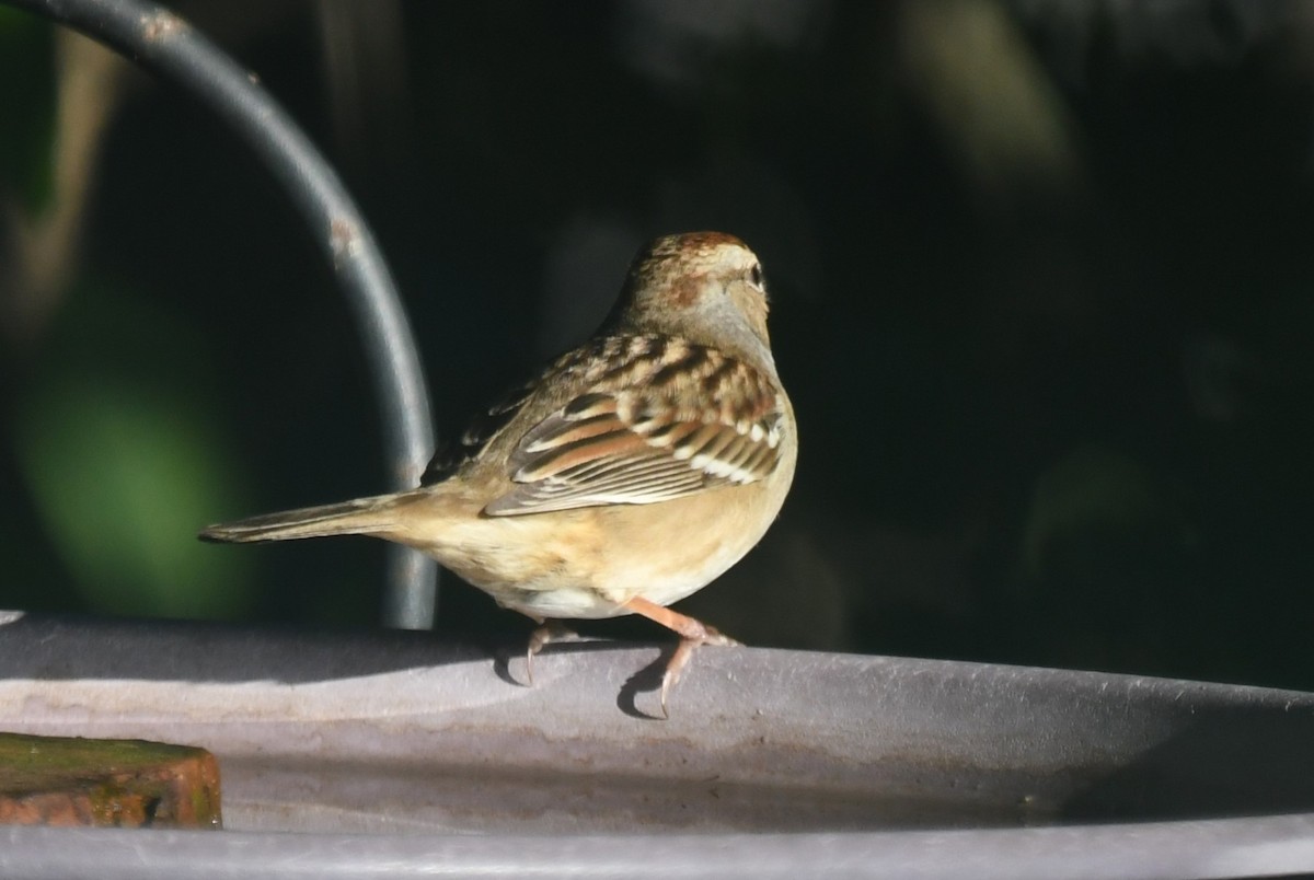 White-crowned Sparrow - ML646463294