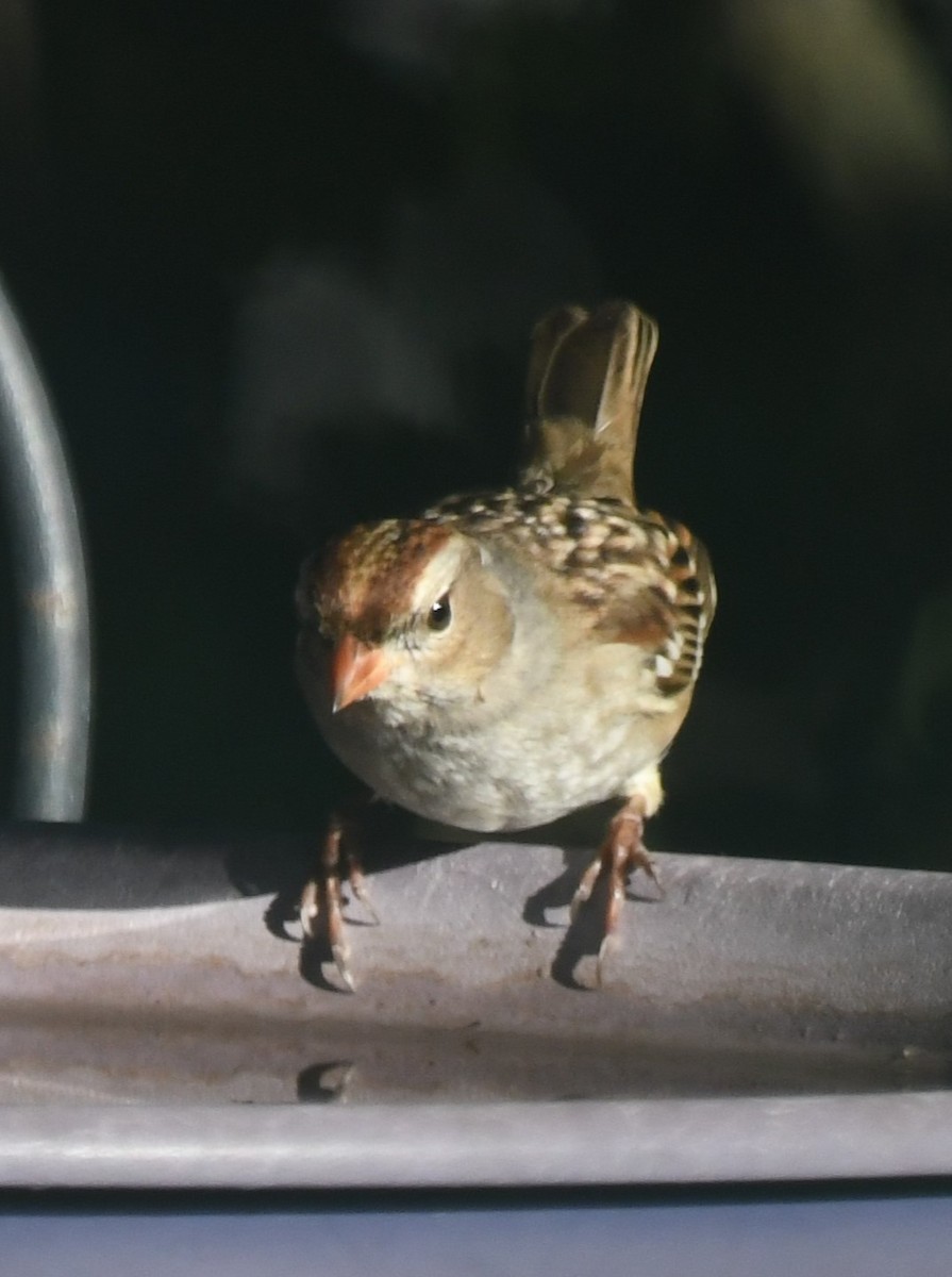 White-crowned Sparrow - ML646463295