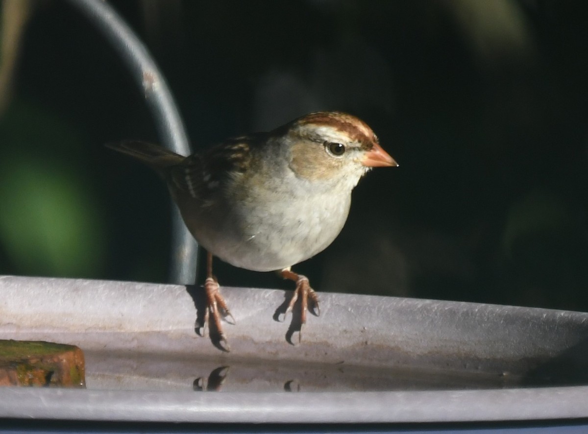 White-crowned Sparrow - ML646463296