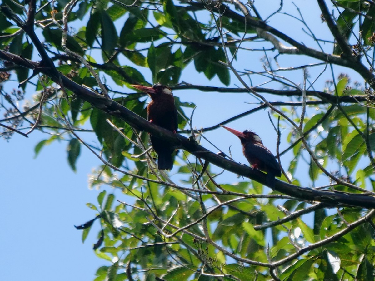 hvitørejakamar - ML646463301