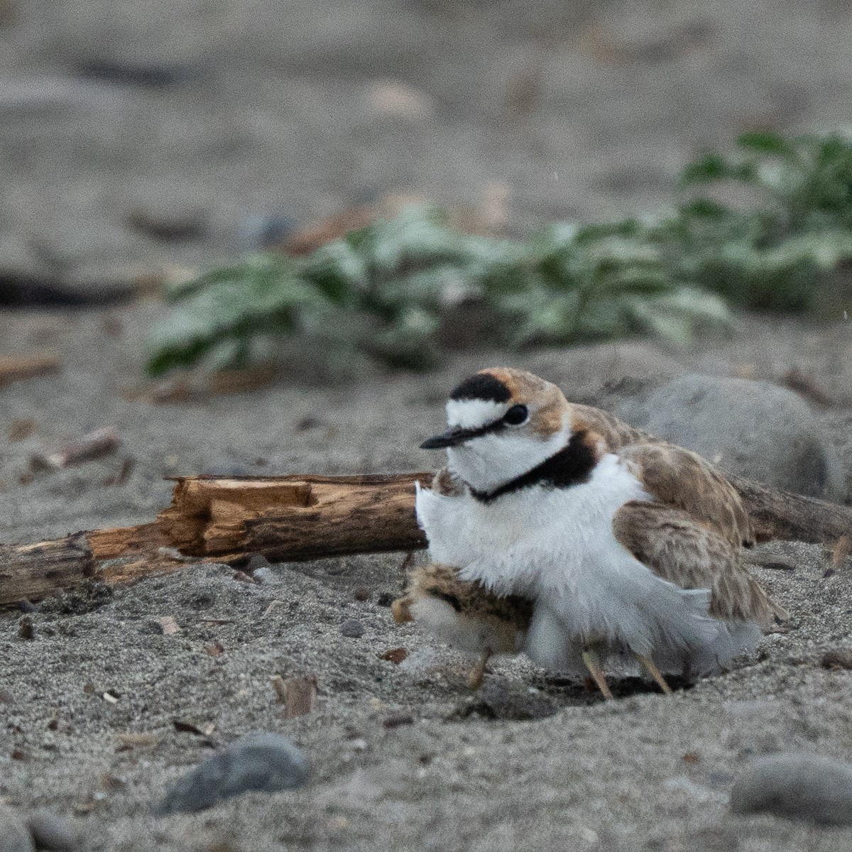 Collared Plover - ML646463302