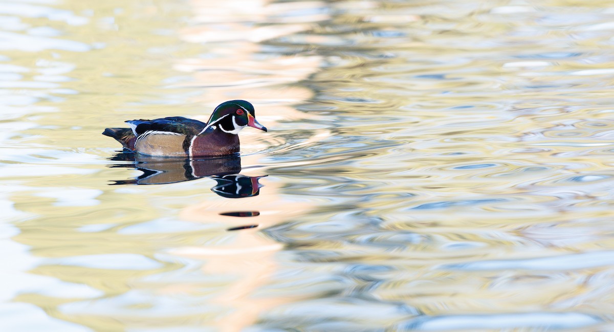 Anatra sposa - ML646463307