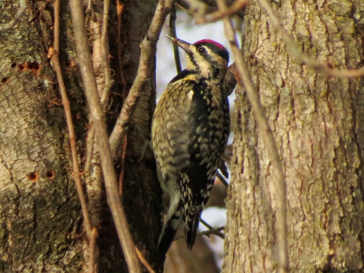 Yellow-bellied Sapsucker - ML646463308