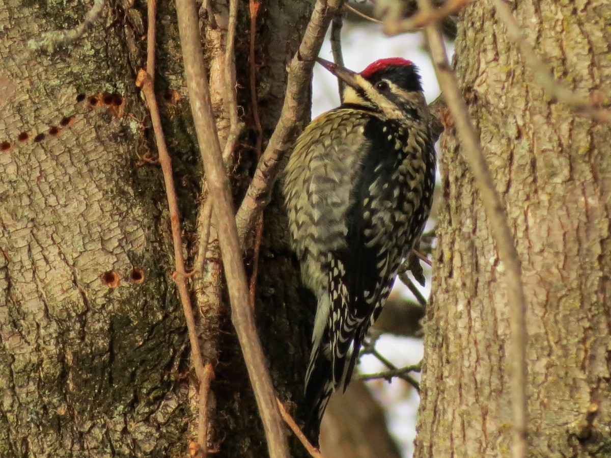 Yellow-bellied Sapsucker - ML646463309