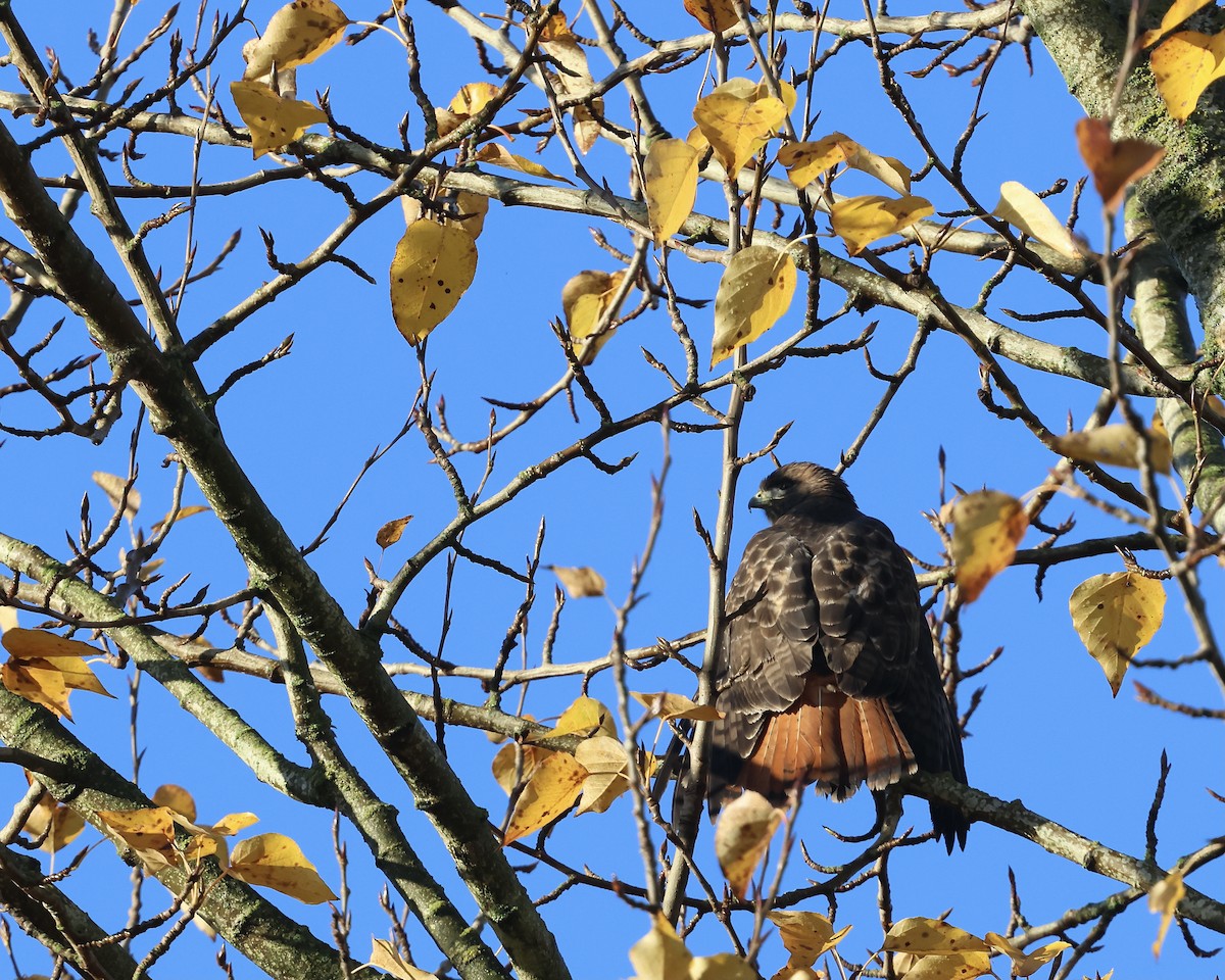 Poiana codarossa - ML646463311