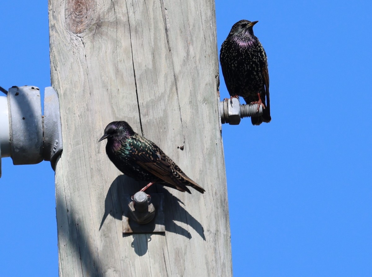 European Starling - ML646463312