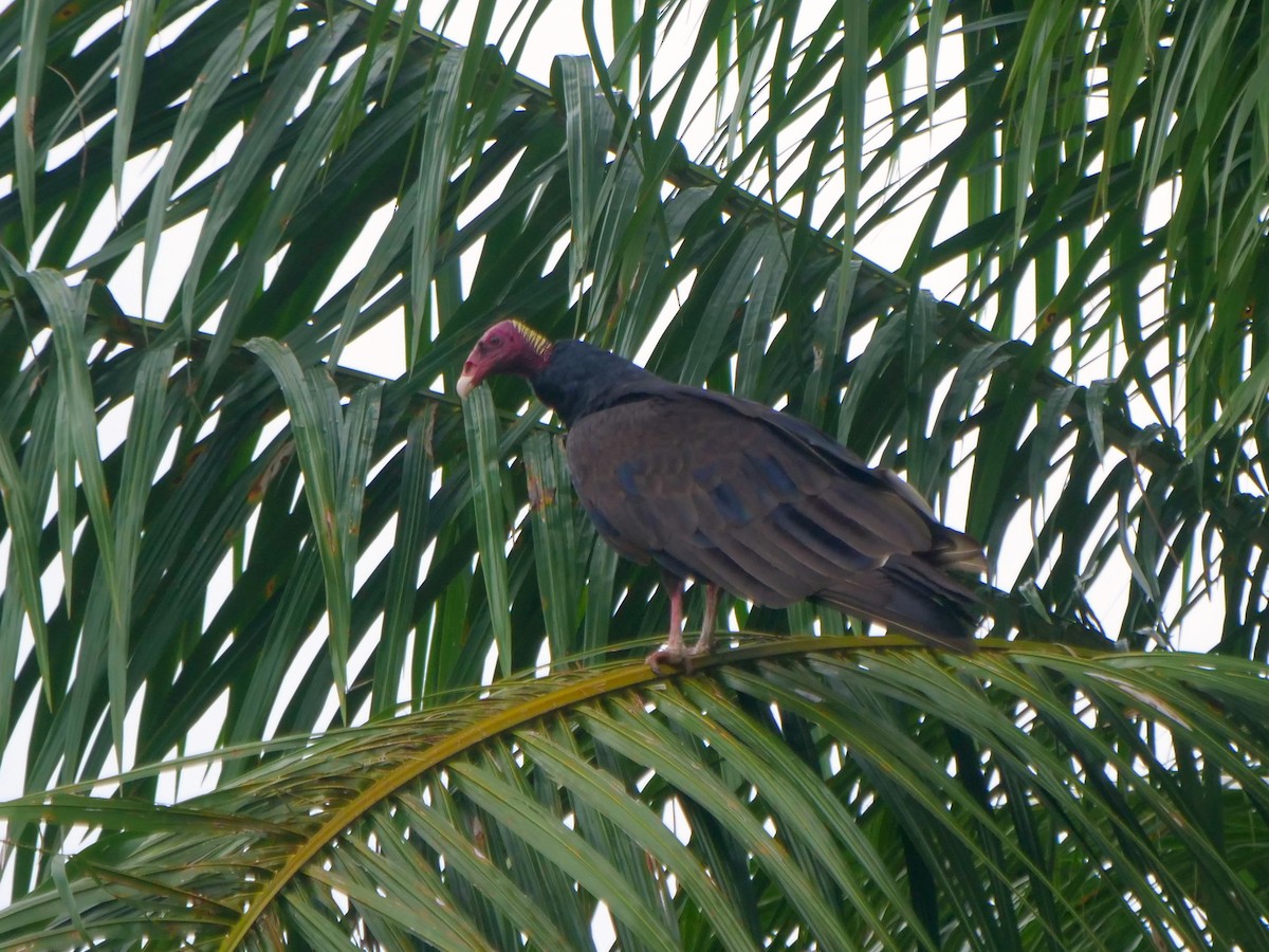 kalkunkondor - ML646463313