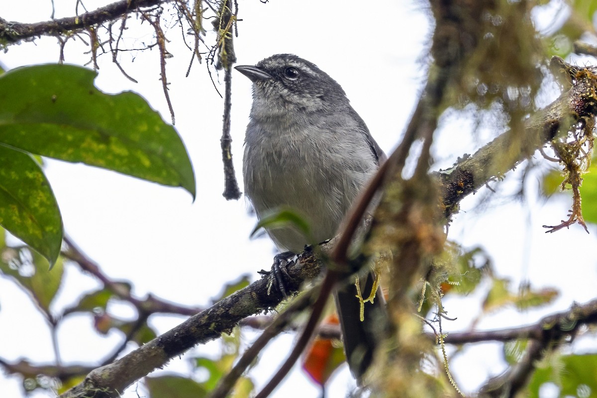 Superciliaried Hemispingus (White-bellied) - ML646463314