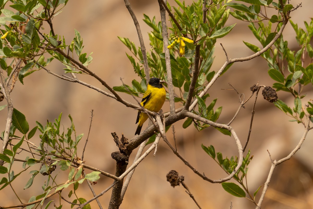 Hooded Siskin - ML646463317