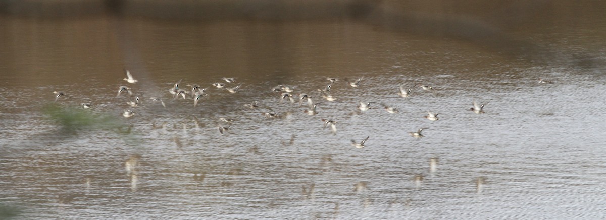 čírka obecná - ML646463318