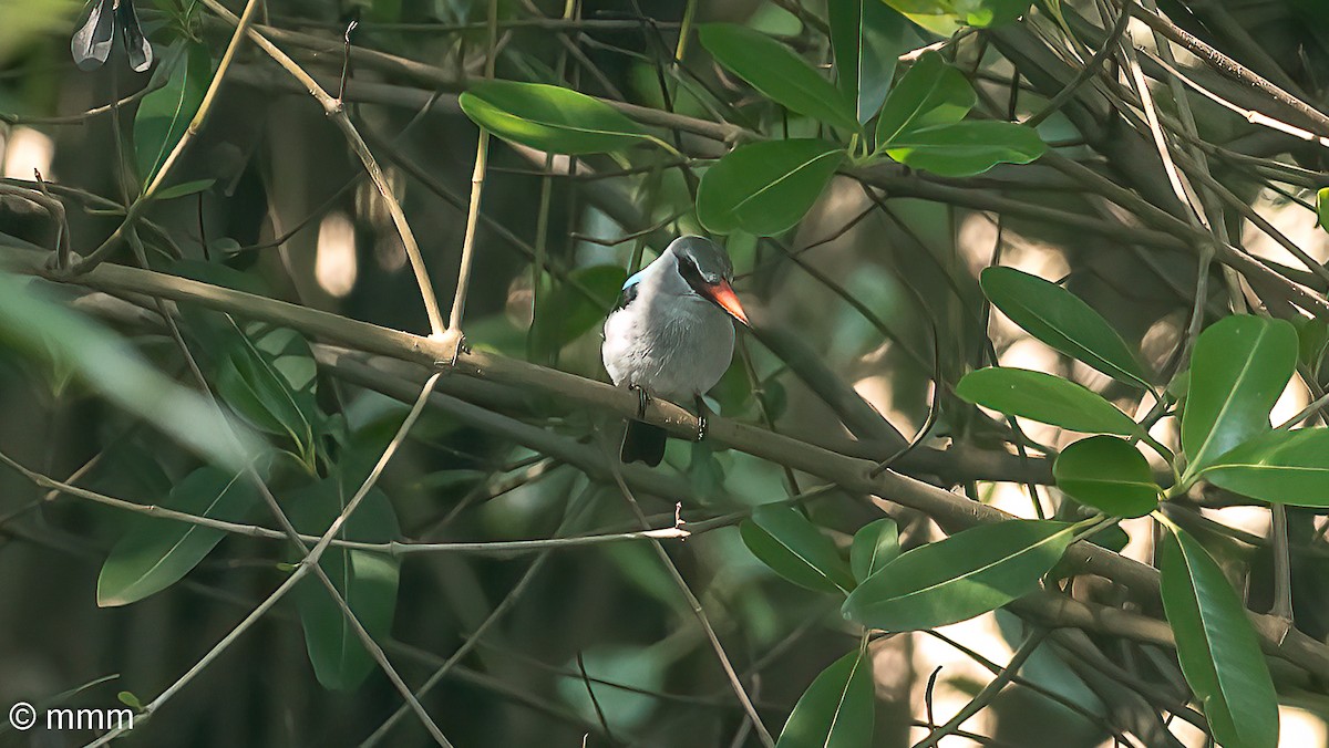 Woodland Kingfisher - ML646463323
