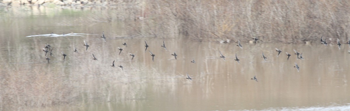 čírka obecná - ML646463324