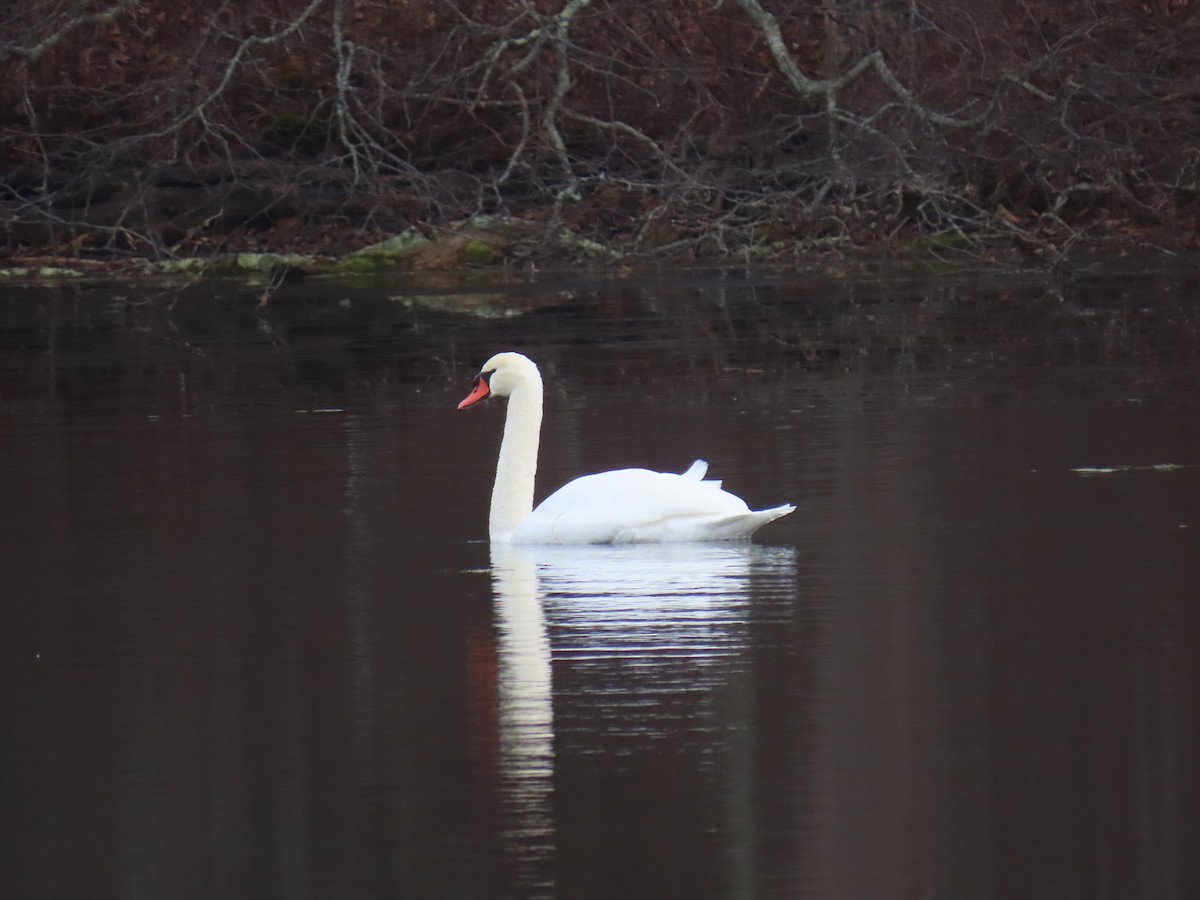 Хуруут хун - ML646463330