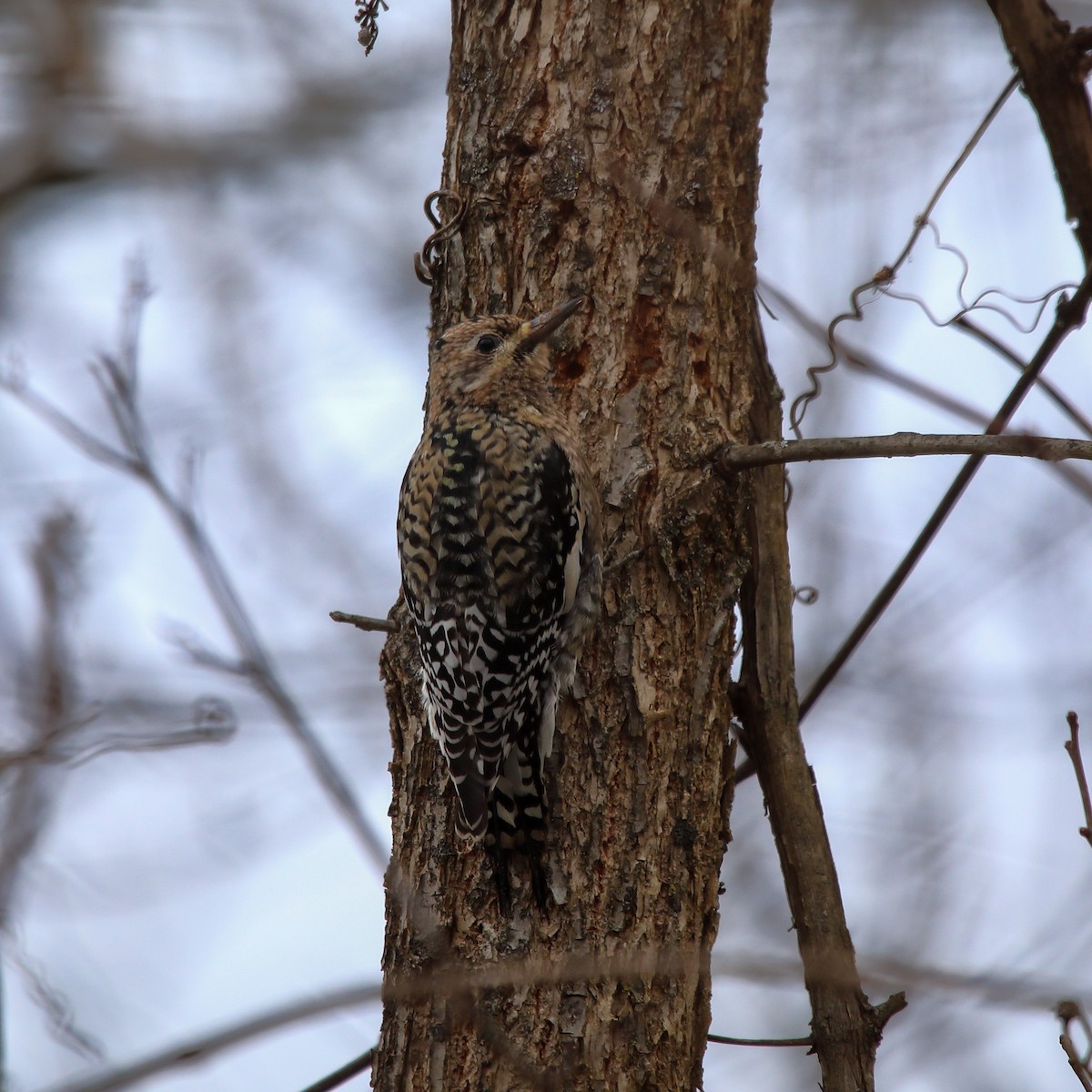 Yellow-bellied Sapsucker - ML646463331