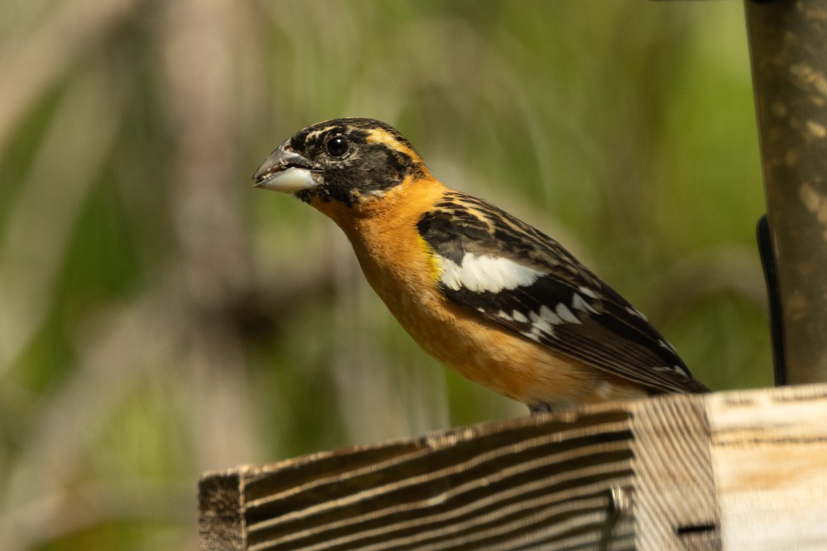 Picogrueso Cabecinegro - ML646463332