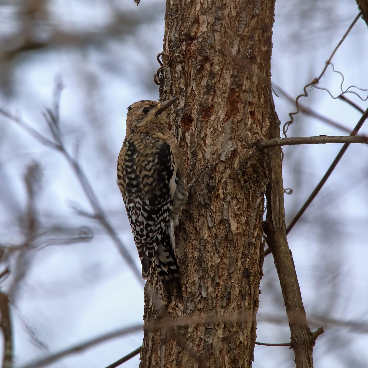 Yellow-bellied Sapsucker - ML646463333