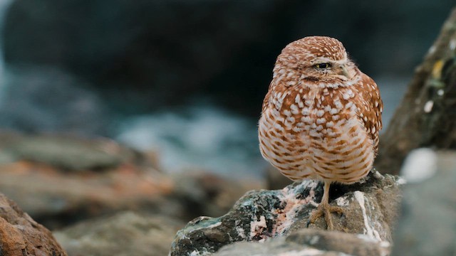 Burrowing Owl - ML646463334