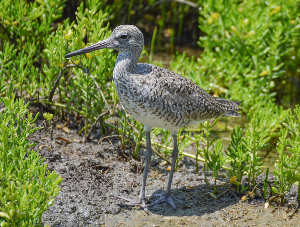 Willet (Western) - ML646463335