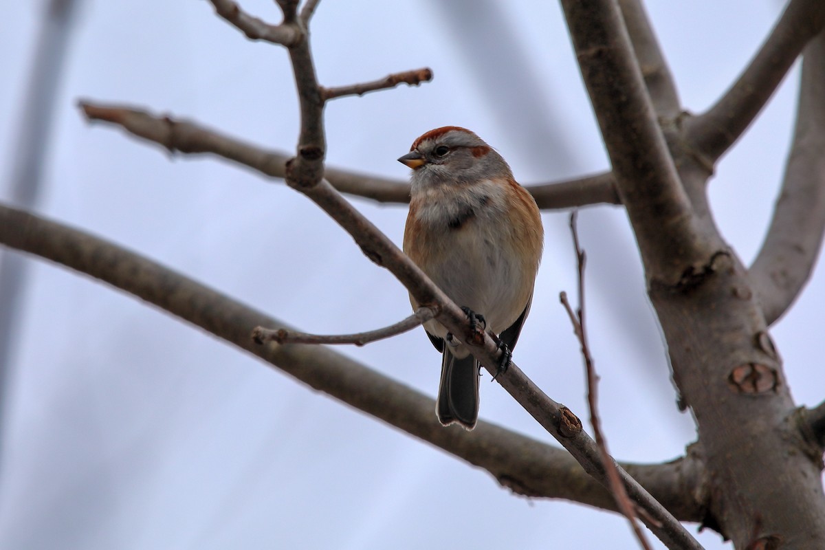 Пасовник північний - ML646463336