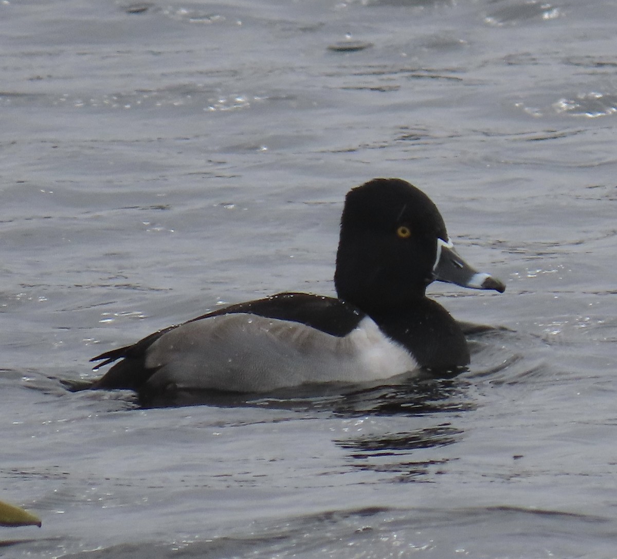 Ring-necked Duck - ML646463342