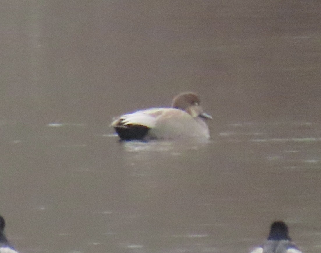 Бор нугас - ML646463346