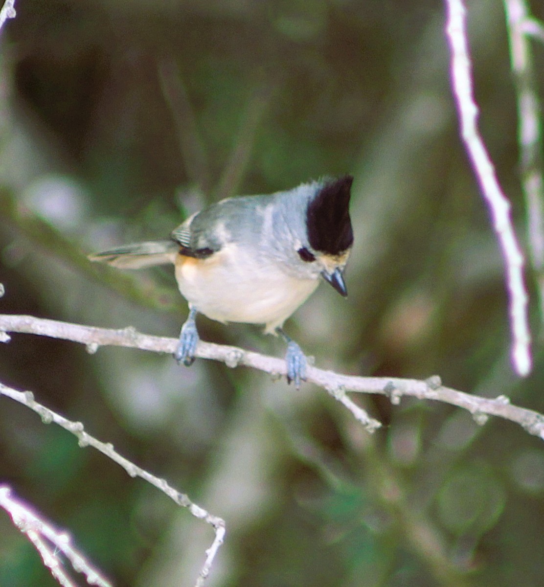 Black-crested Titmouse - ML646463348