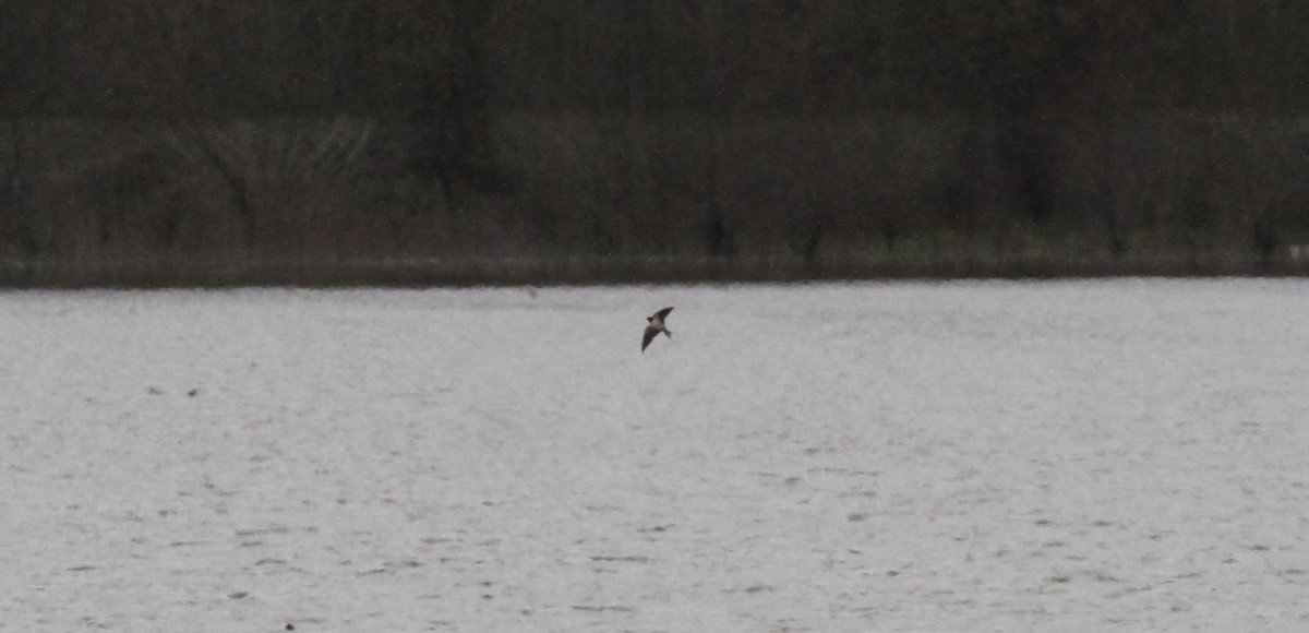 vlaštovka obecná - ML646463349