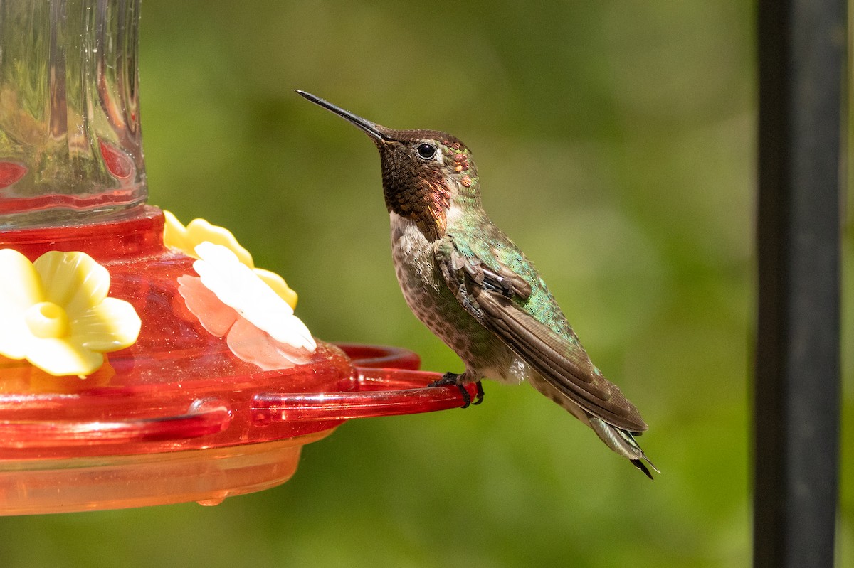 Anna's Hummingbird - ML646463350