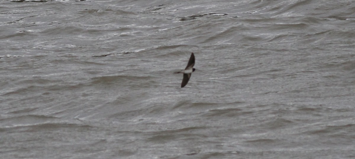 vlaštovka obecná - ML646463357