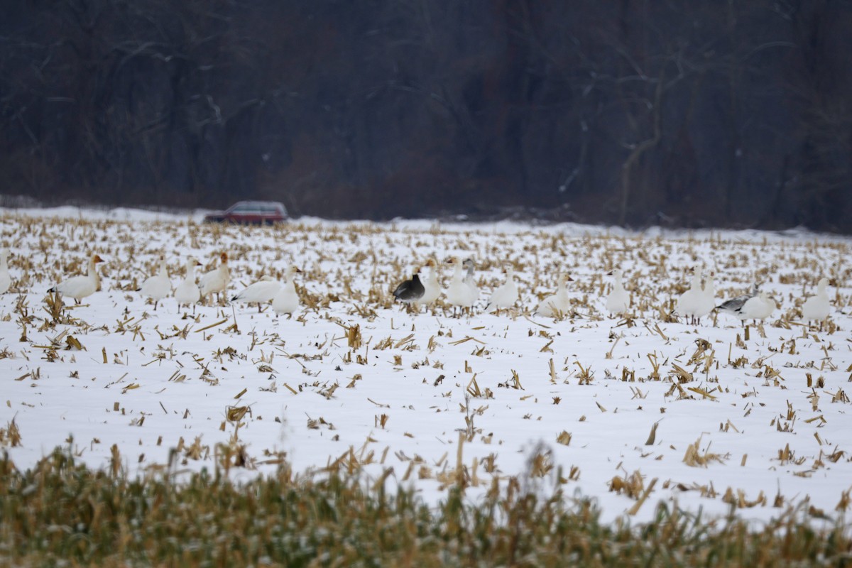 Oie des neiges - ML646463358