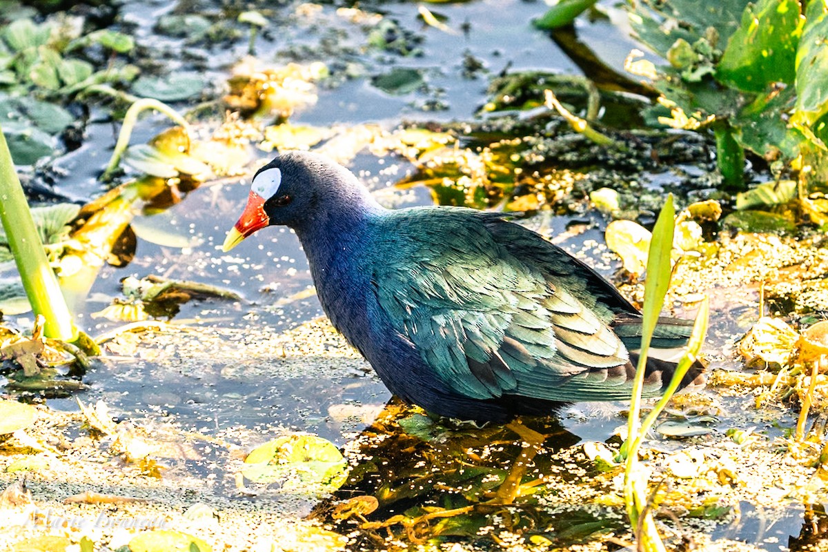 Purple Gallinule - ML646463359