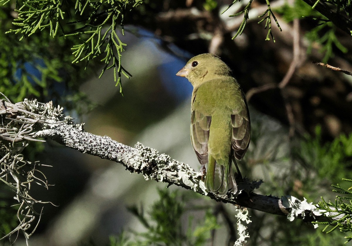 Painted Bunting - ML646463360