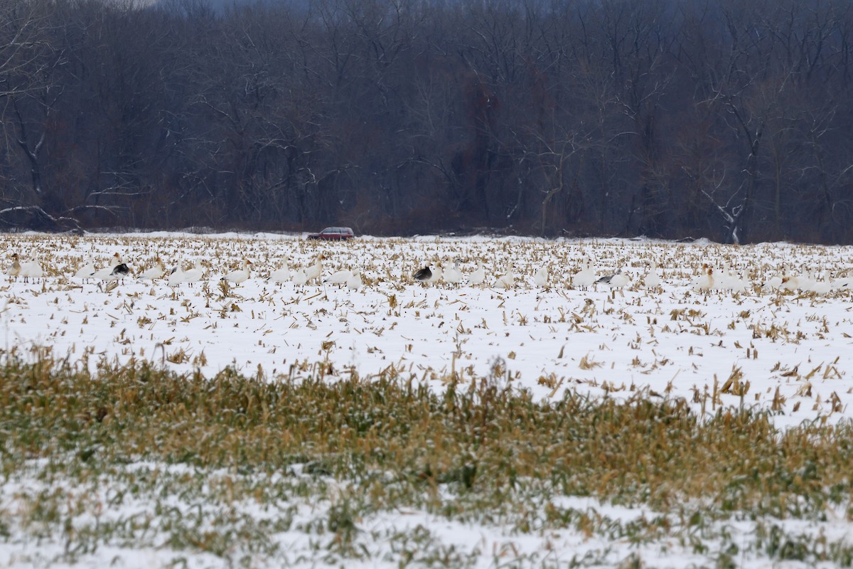 Oie des neiges - ML646463361