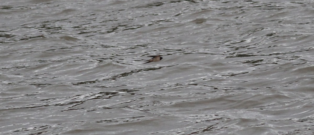 vlaštovka obecná - ML646463364