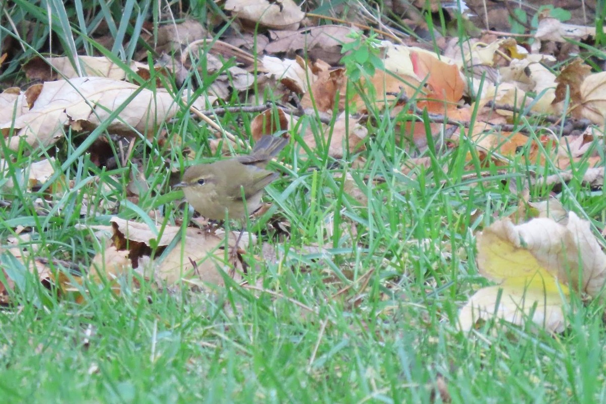 Common Chiffchaff - ML646463365