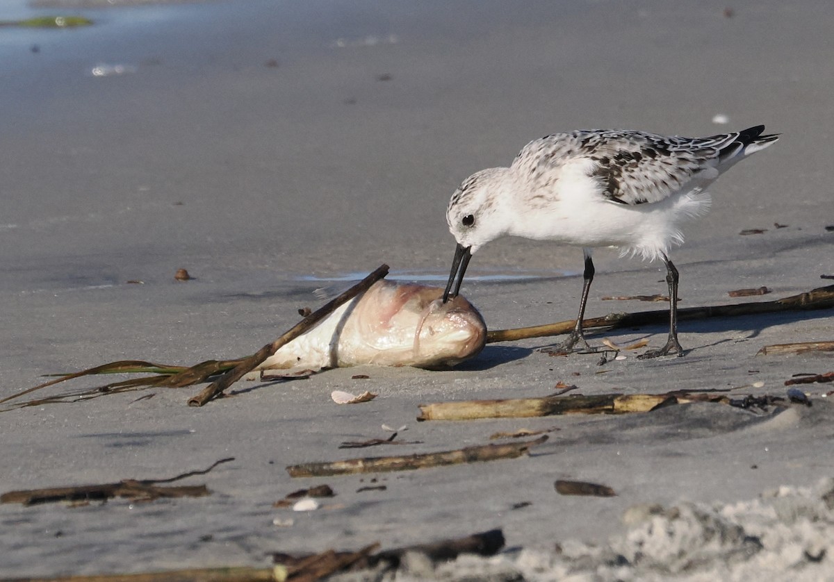 Sanderling - ML646463366