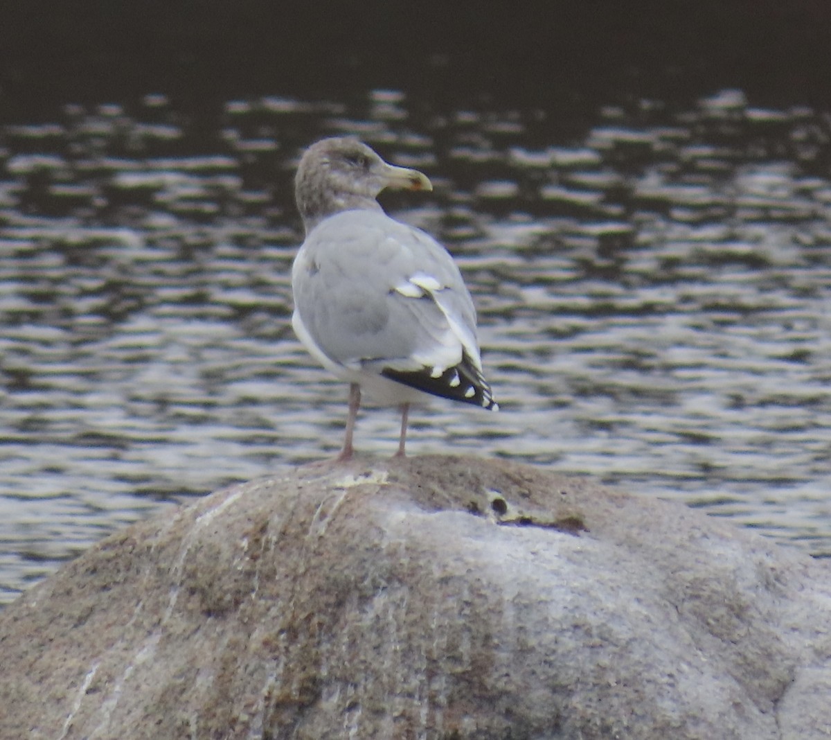 American Herring Gull - ML646463367