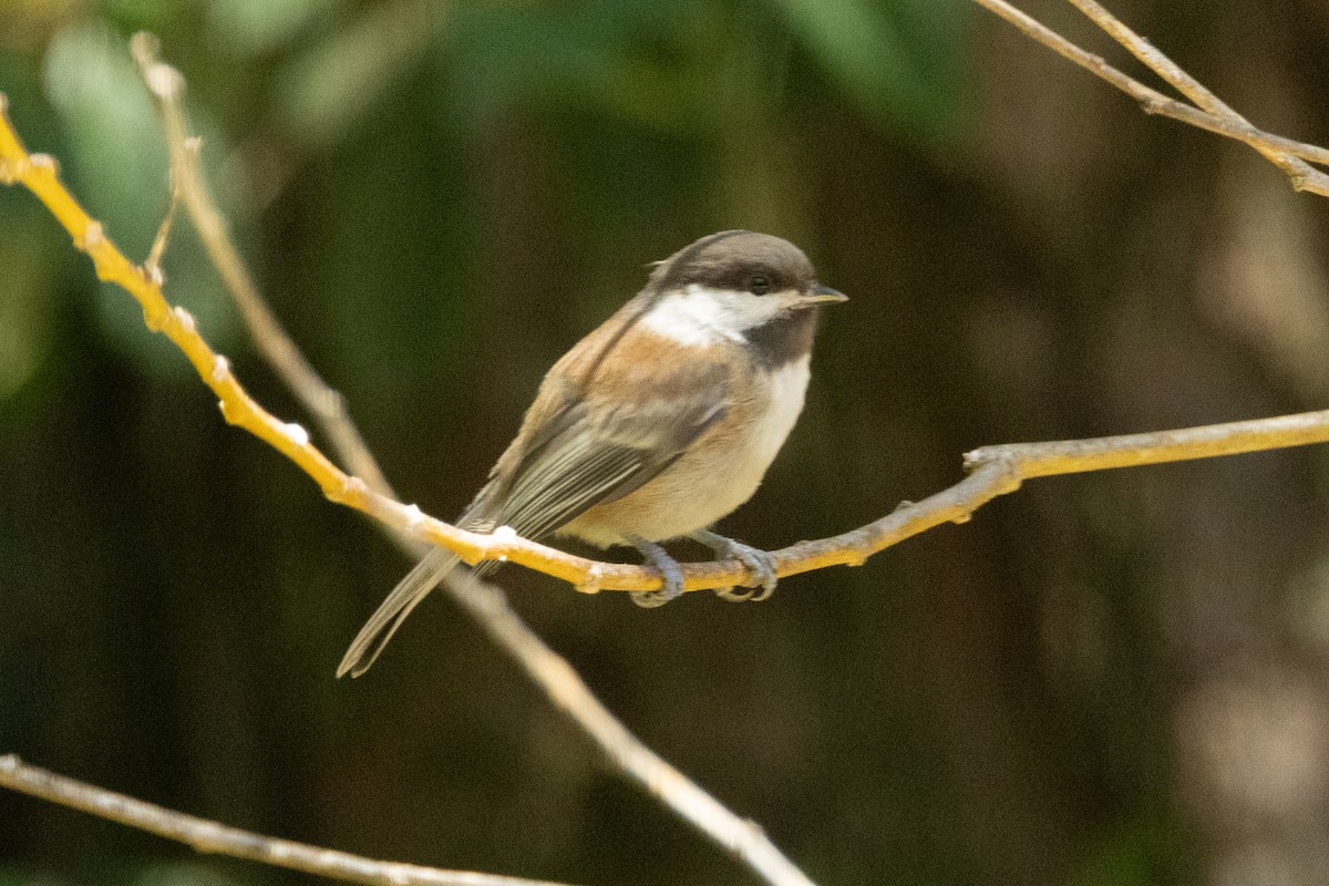 Chestnut-backed Chickadee - ML646463369