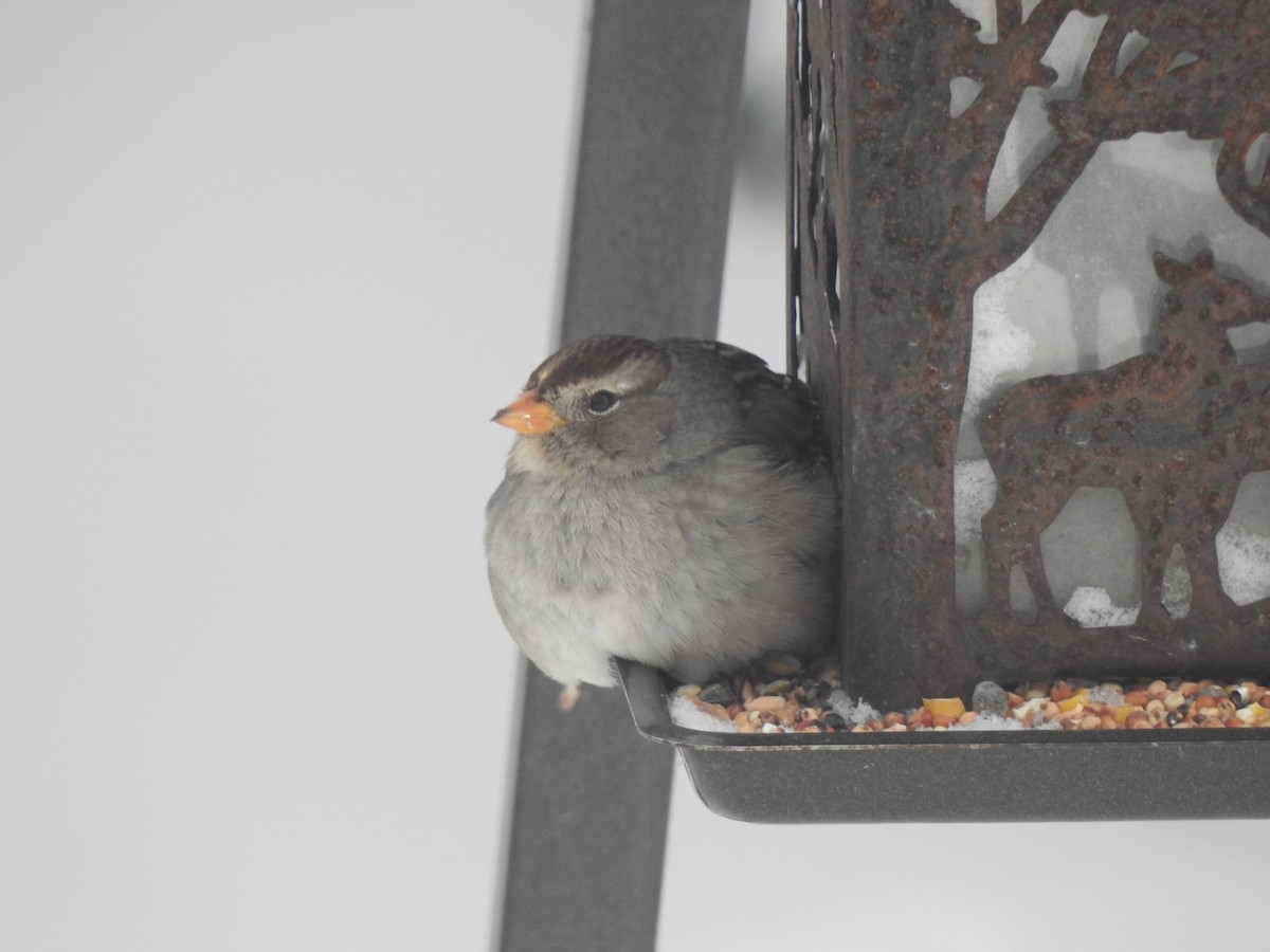 White-crowned Sparrow - ML646463371