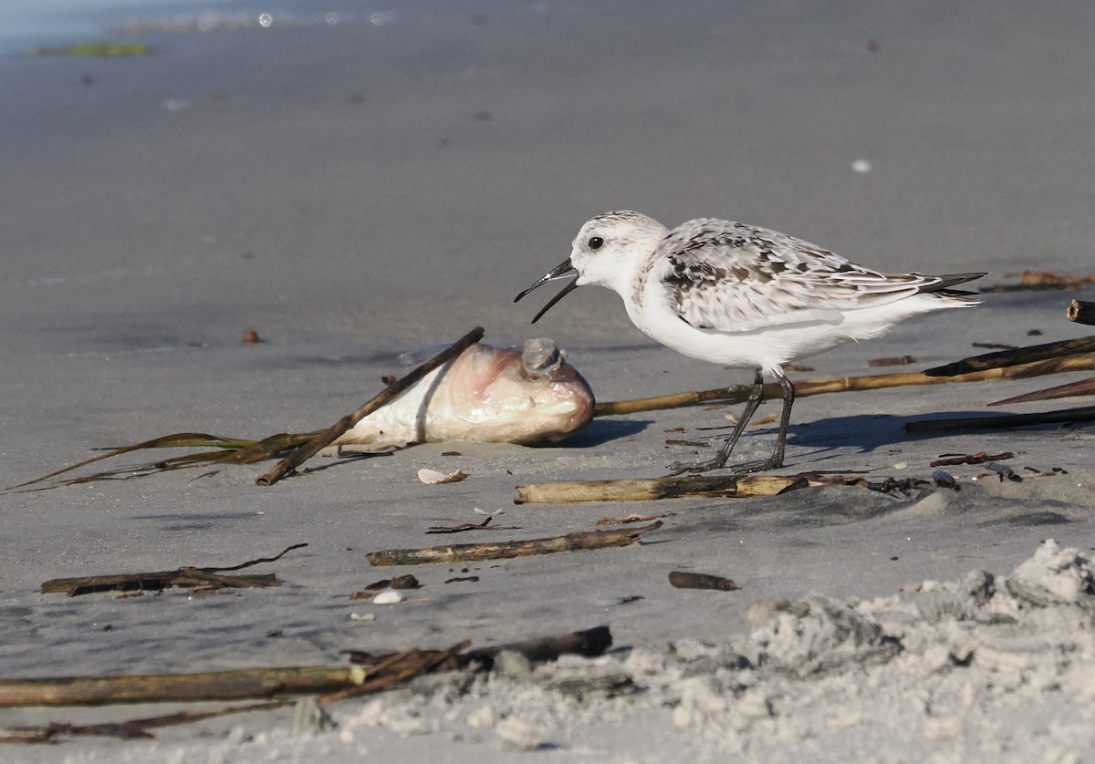 Sanderling - ML646463372