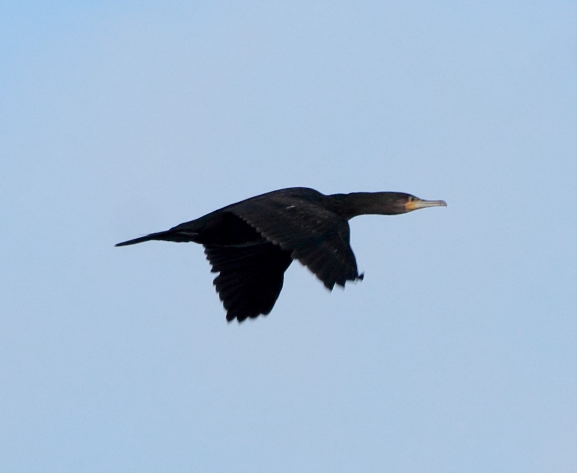 Great Cormorant - ML646463373