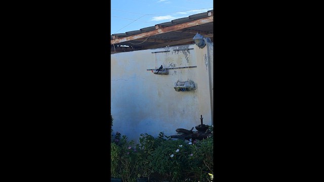 Tropical Mockingbird - ML646463374