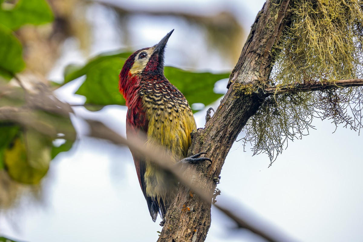 Crimson-mantled Woodpecker - ML646463375