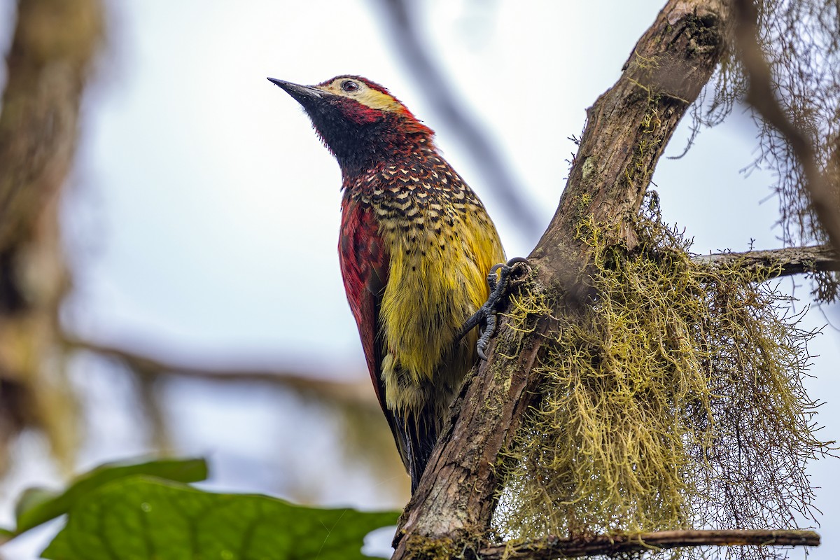 Crimson-mantled Woodpecker - ML646463376